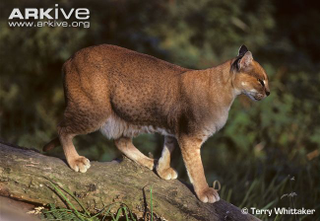 Illustration for article titled Caturday - Profelis aurata Edition